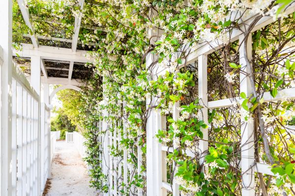 Trellis Repair in Milford