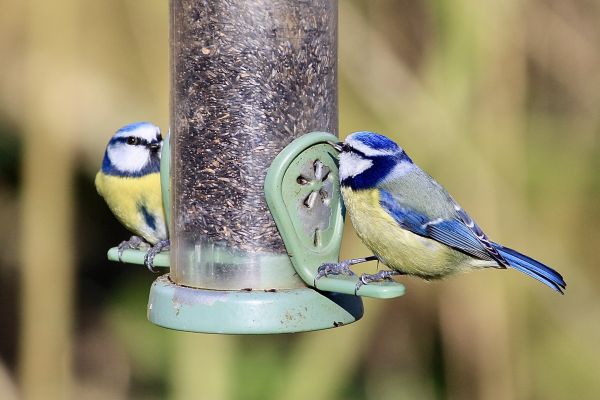 Bird Feeder Mounting Service in Milford