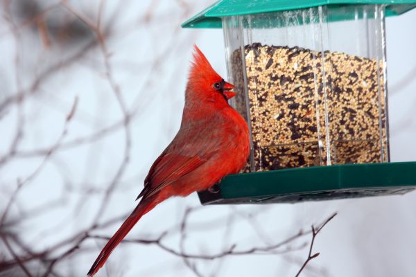Bird Feeder Hanging in Milford